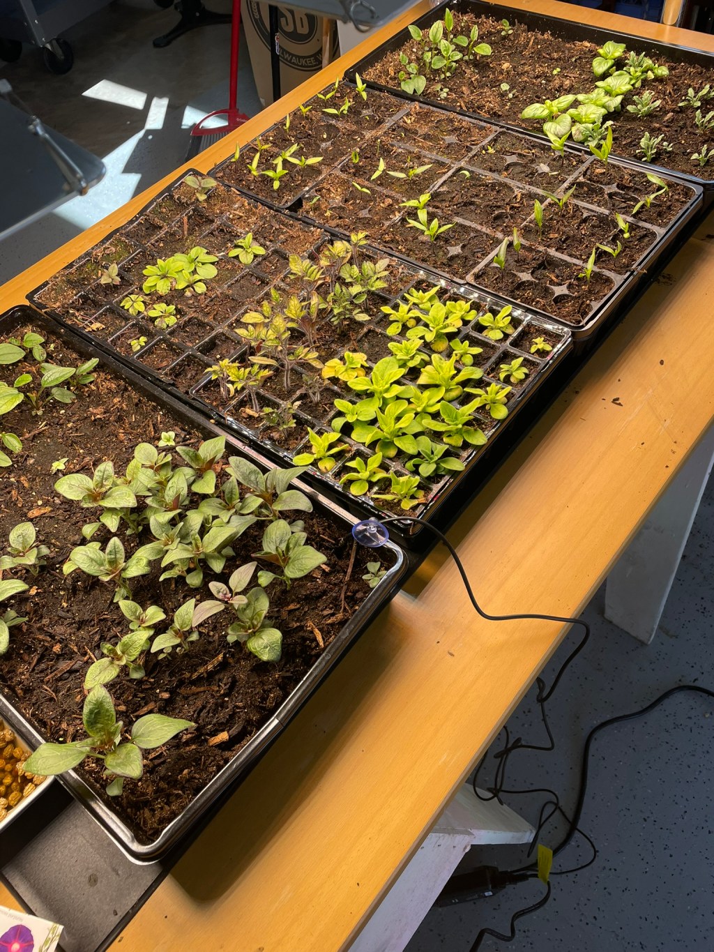 For Beauty and&nbsp;Bees