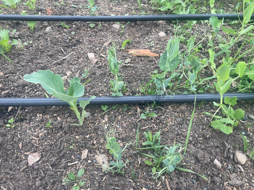 Volunteer brassica of some variety