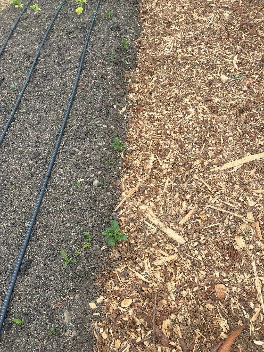 The Volunteers are&nbsp;Organizing