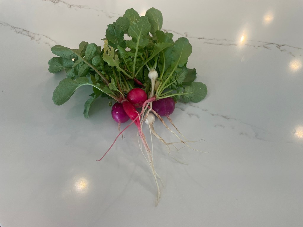 Radish harvesting begins