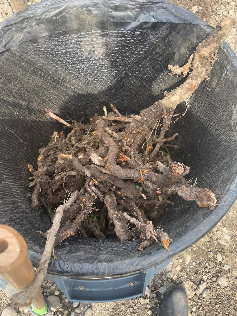 Knotweed rhizomes