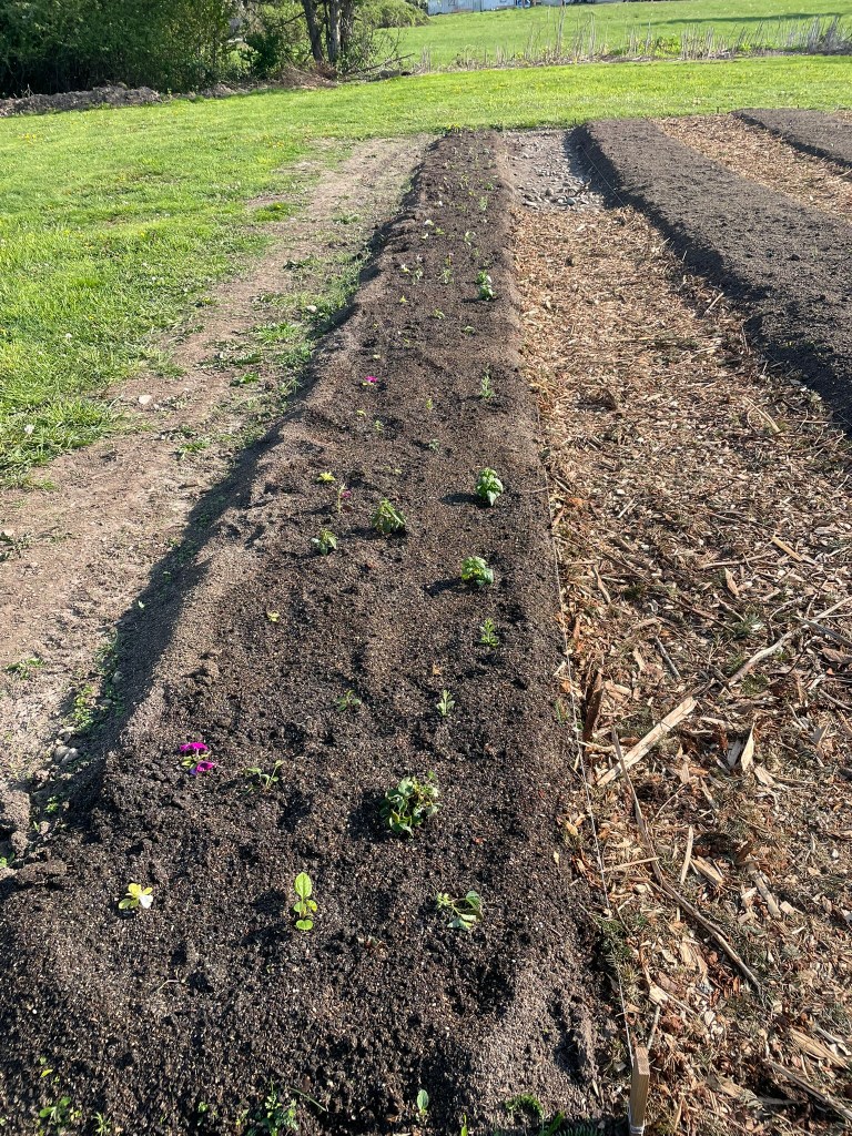 Tiny flower seedlings in a row