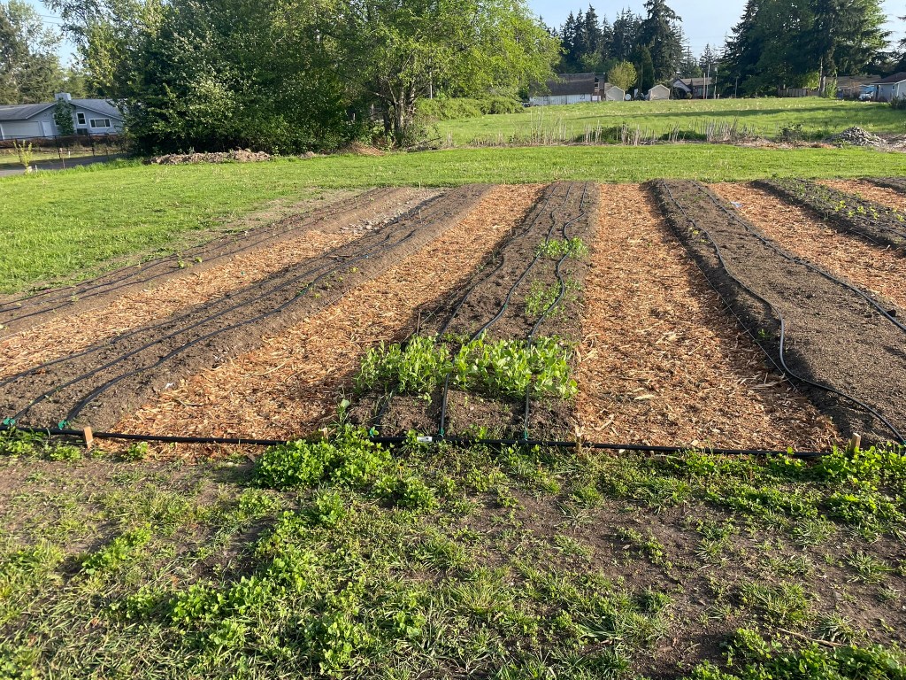 The beginnings of growth
