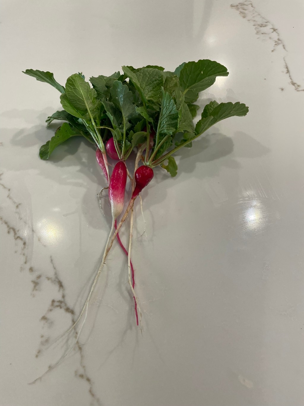 First F̶r̶u̶i̶t̶s̶ Roots