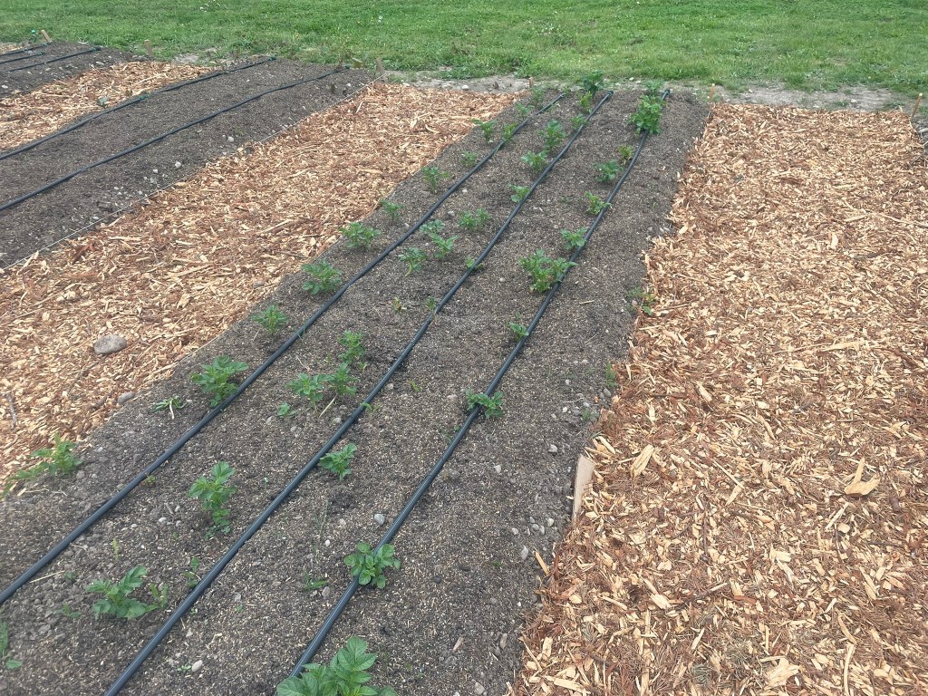 Potatoes reorganized