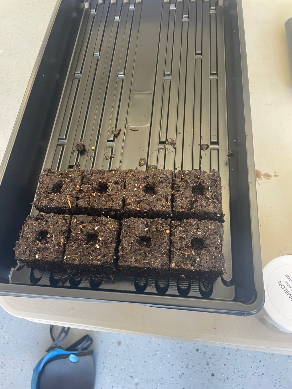 Lessons in Germination