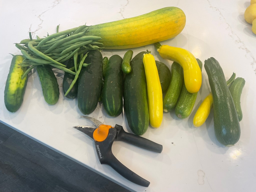 Zucchini for the&nbsp;People