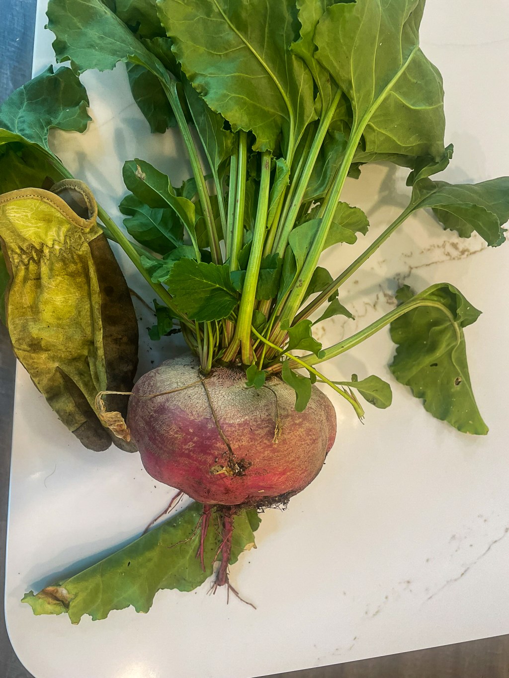 Beets for Breakfast, Bugs Be&nbsp;Damned