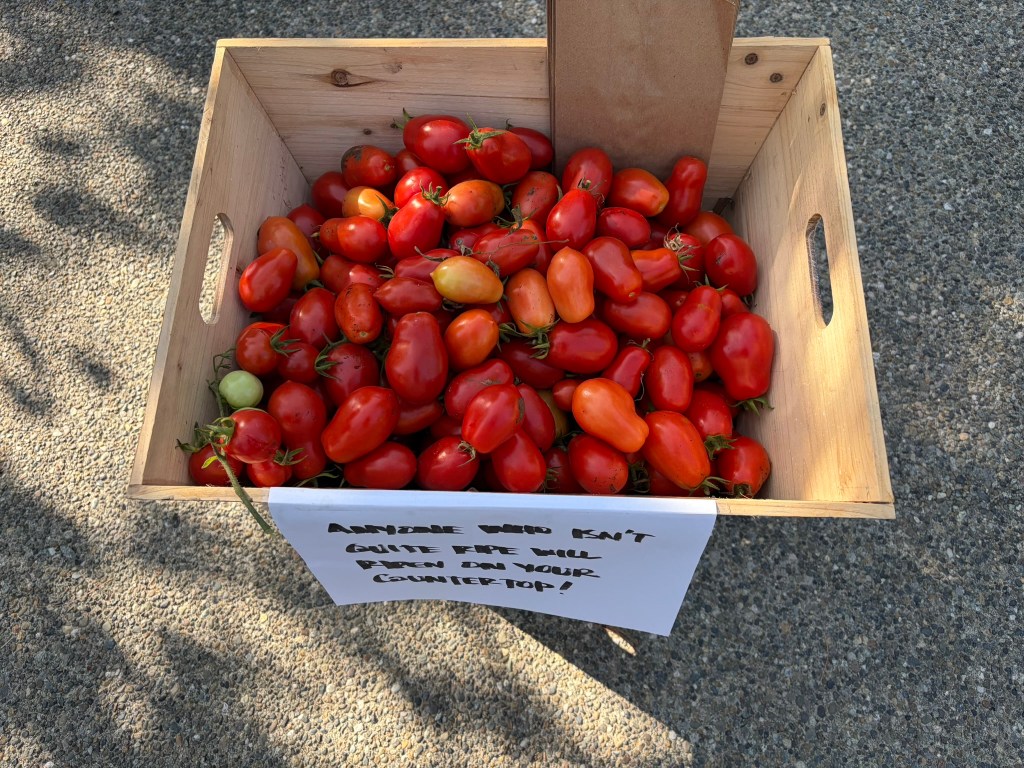 The Tomatoes Have&nbsp;Arrived